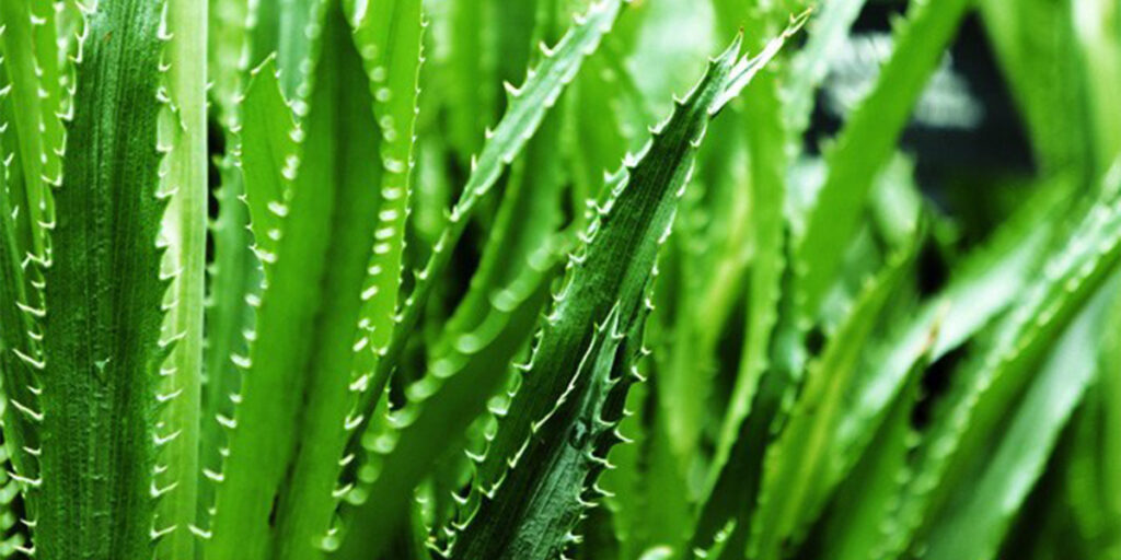 aloe vera