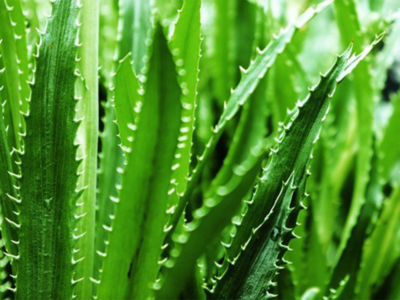 Read more about the article 12 health benefits of aloe vera plant and products