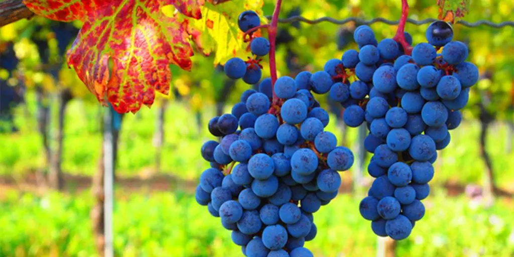 Major health benefits of grapes