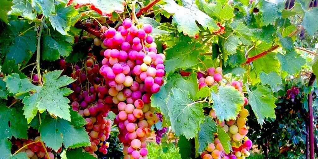 The red variety of grapes