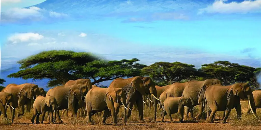 Amboseli National Park