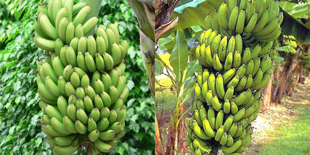 Barangan banana