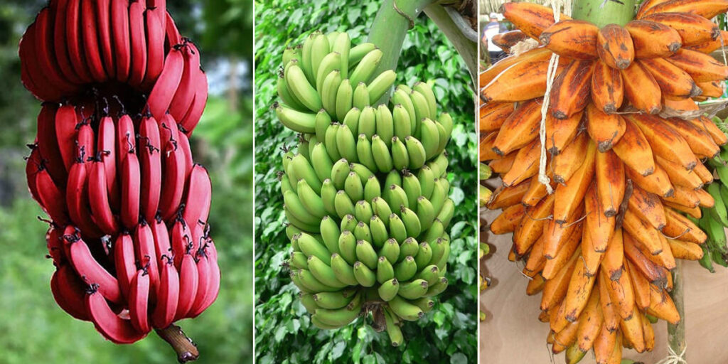 Types of bananas