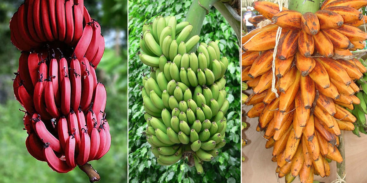 18 Different Types Of Bananas You Need To Know Kenyan Moves