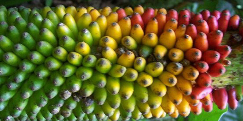 Cuban red banana