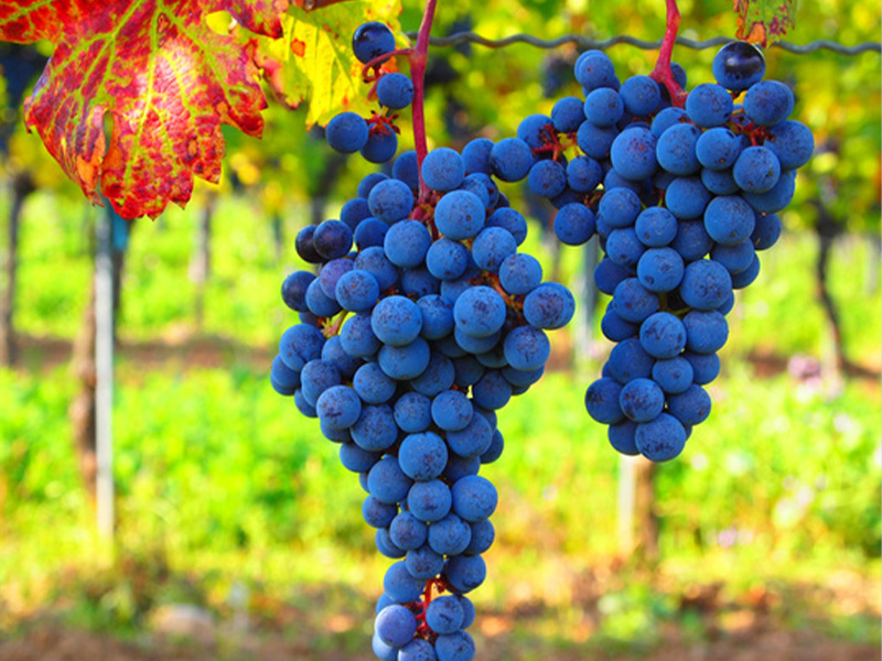 Major health benefits of grapes