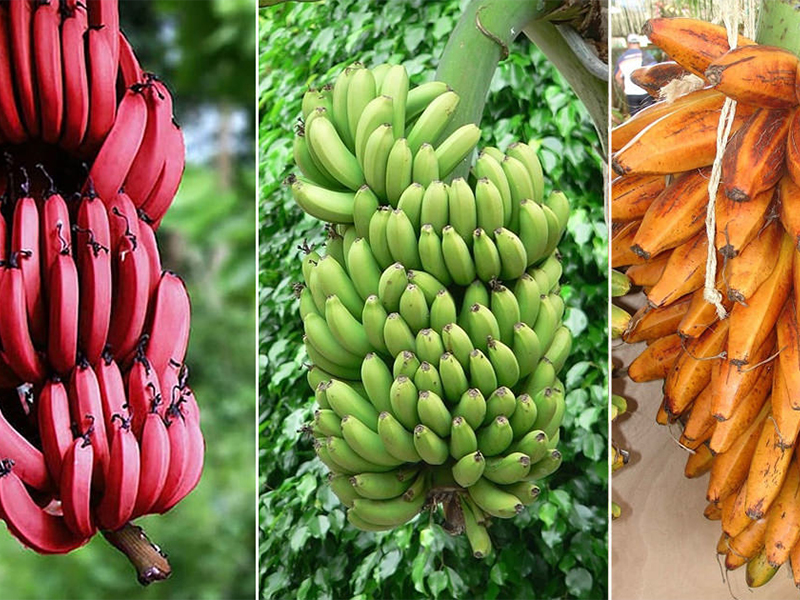 Read more about the article 18 different types of bananas you need to know