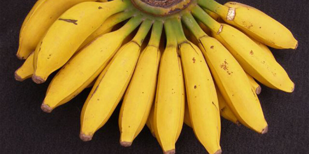 Types of bananas