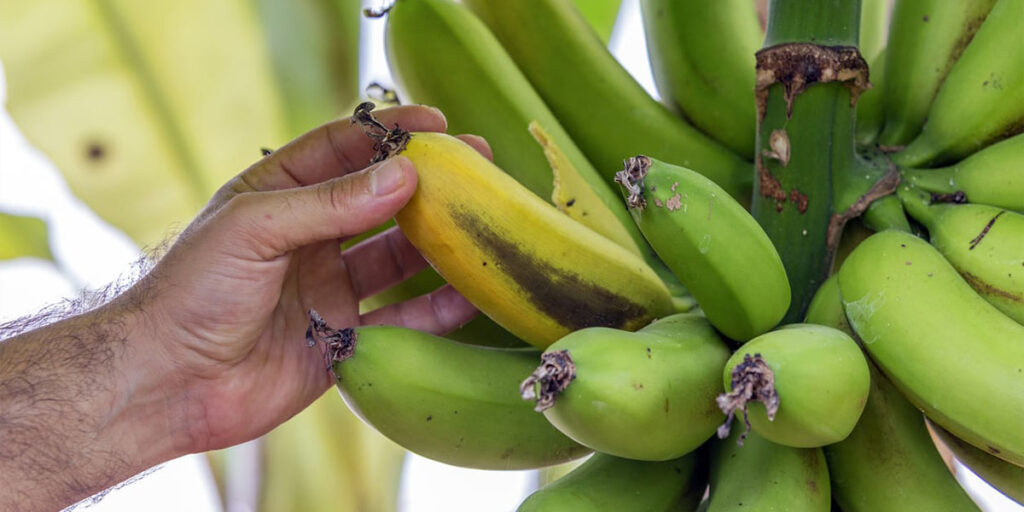 Horse banana