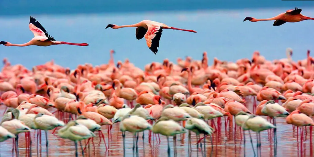 Flamingoes at Lake Nakuru