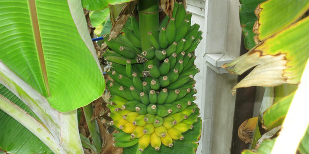 Mysore banana