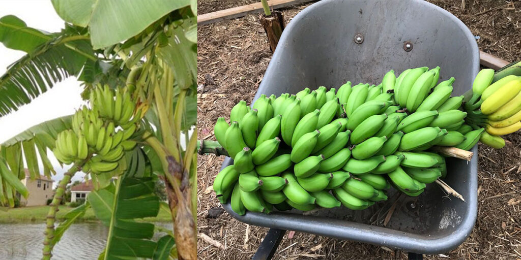 Pisang raja  banana