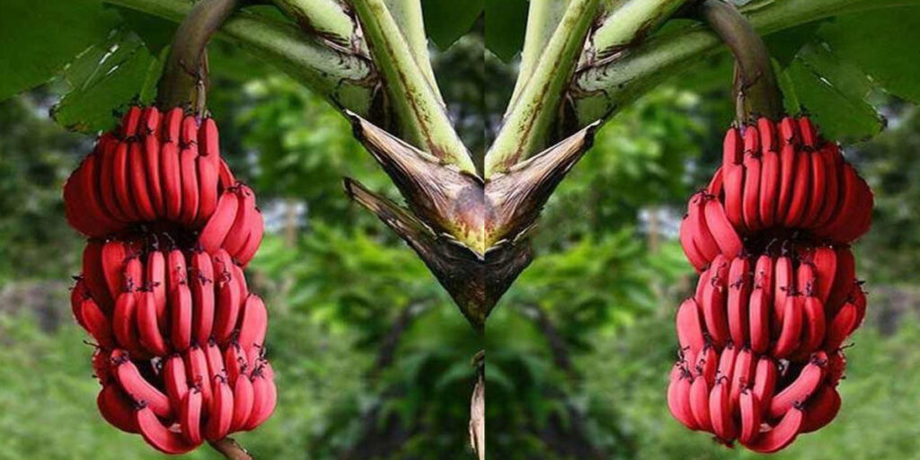 Types of bananas