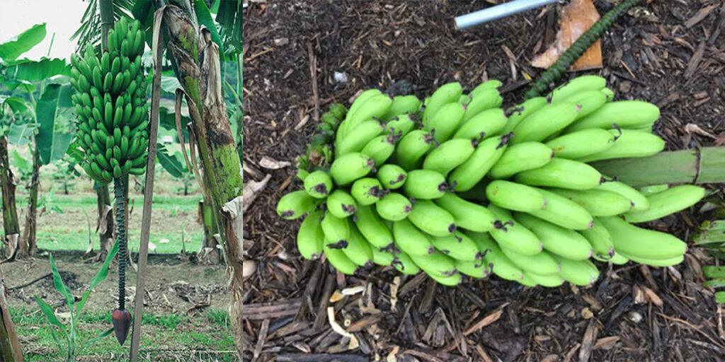 Rhino horn banana