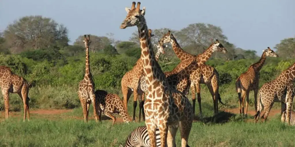 Tsavo National Park