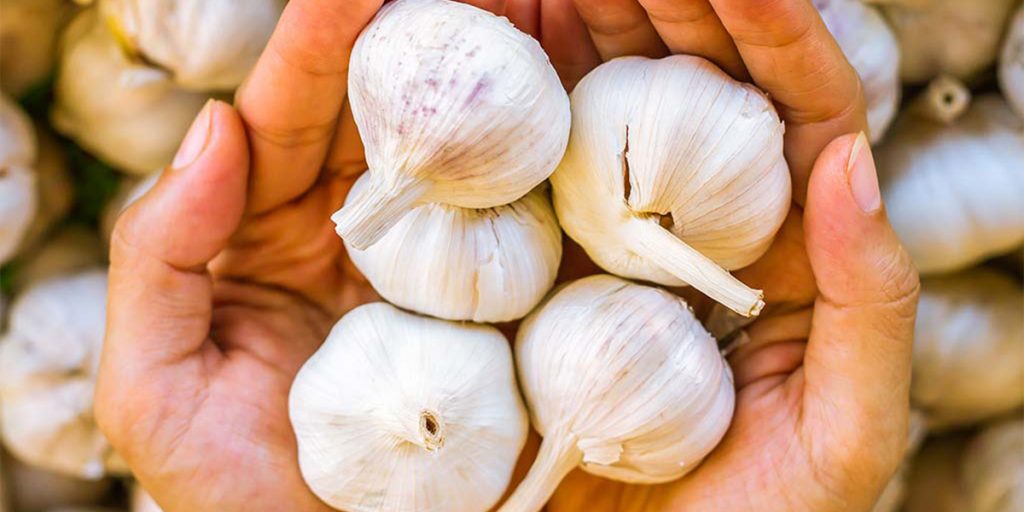 Garlic can combat cold and flu