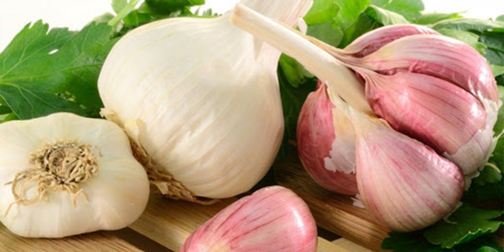 Major health benefits of garlic