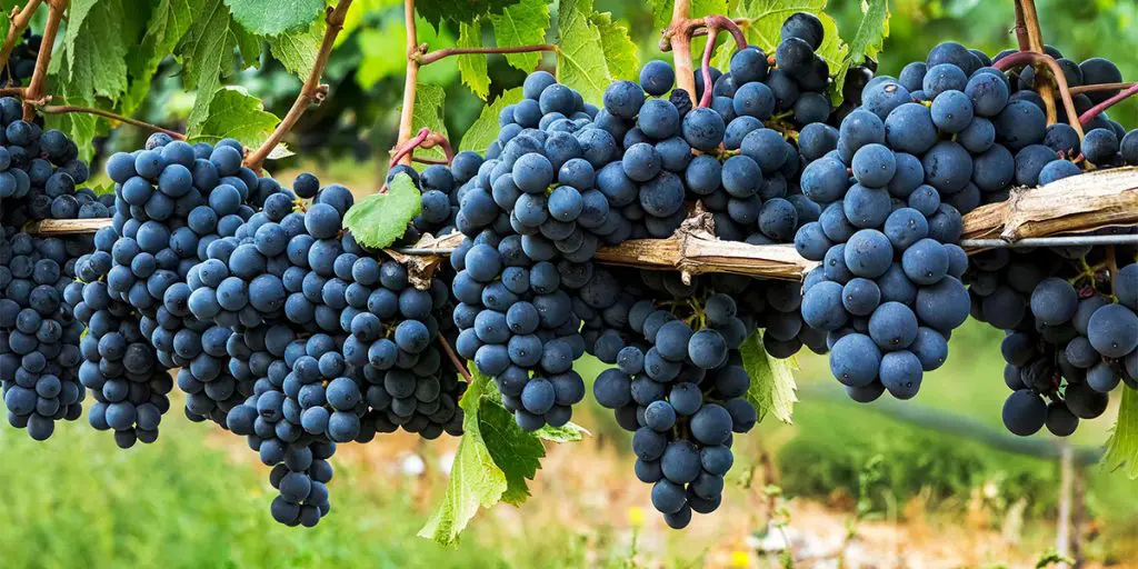 Major health benefits of grapes