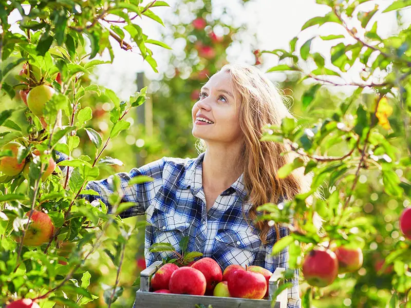 Health benefits of apple fruits SRC: @Your Connection to Wildlife