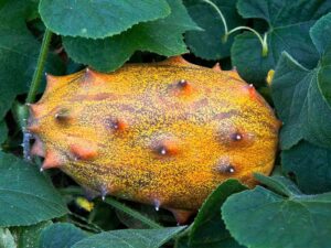 Read more about the article Top 10 health benefits of thorn melon (Kiwano/Horned melon) to the human body