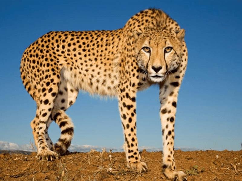 Read more about the article Which is the fastest animal on earth? What are its adaptations?